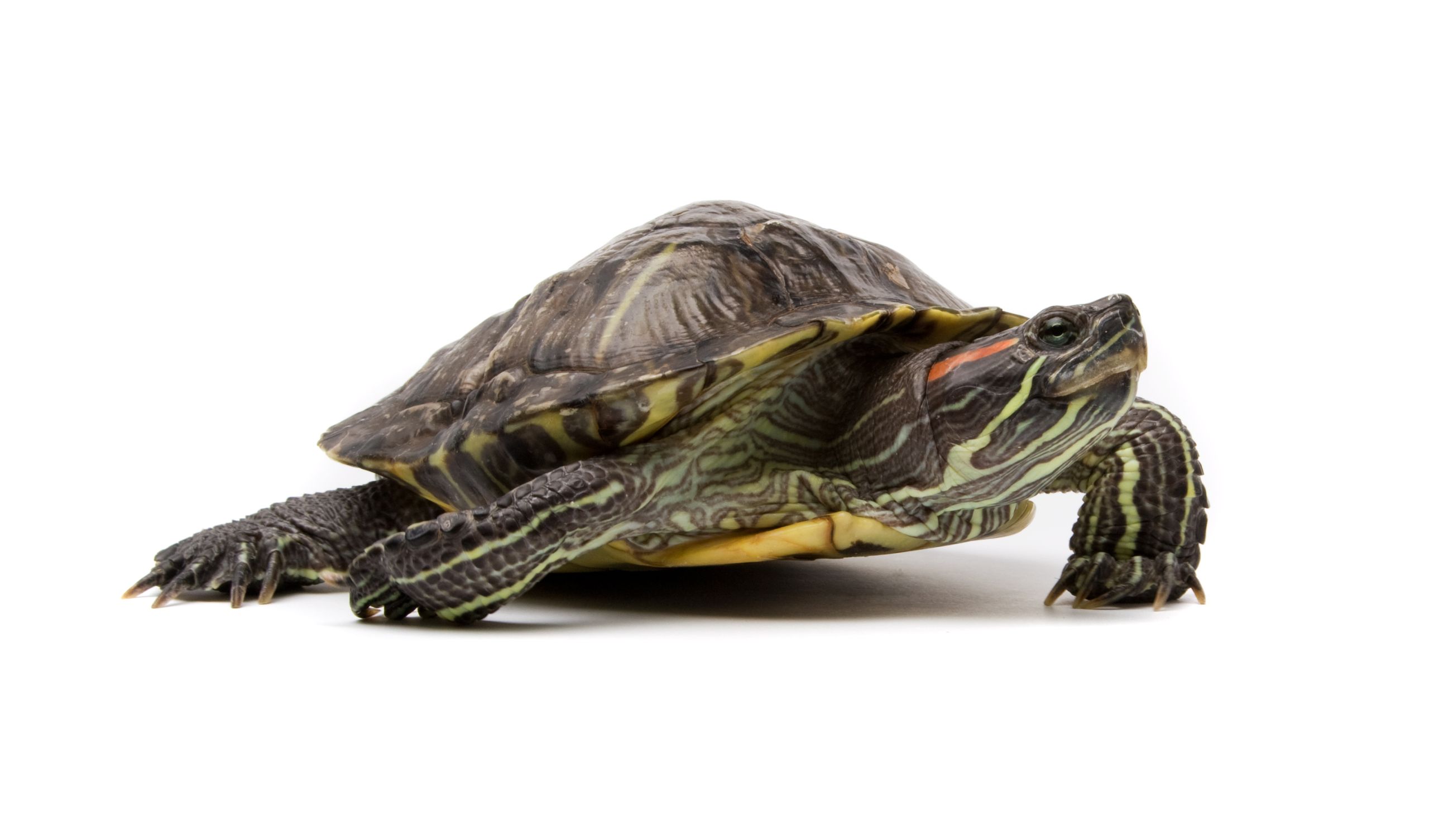 red-eared slider turtle