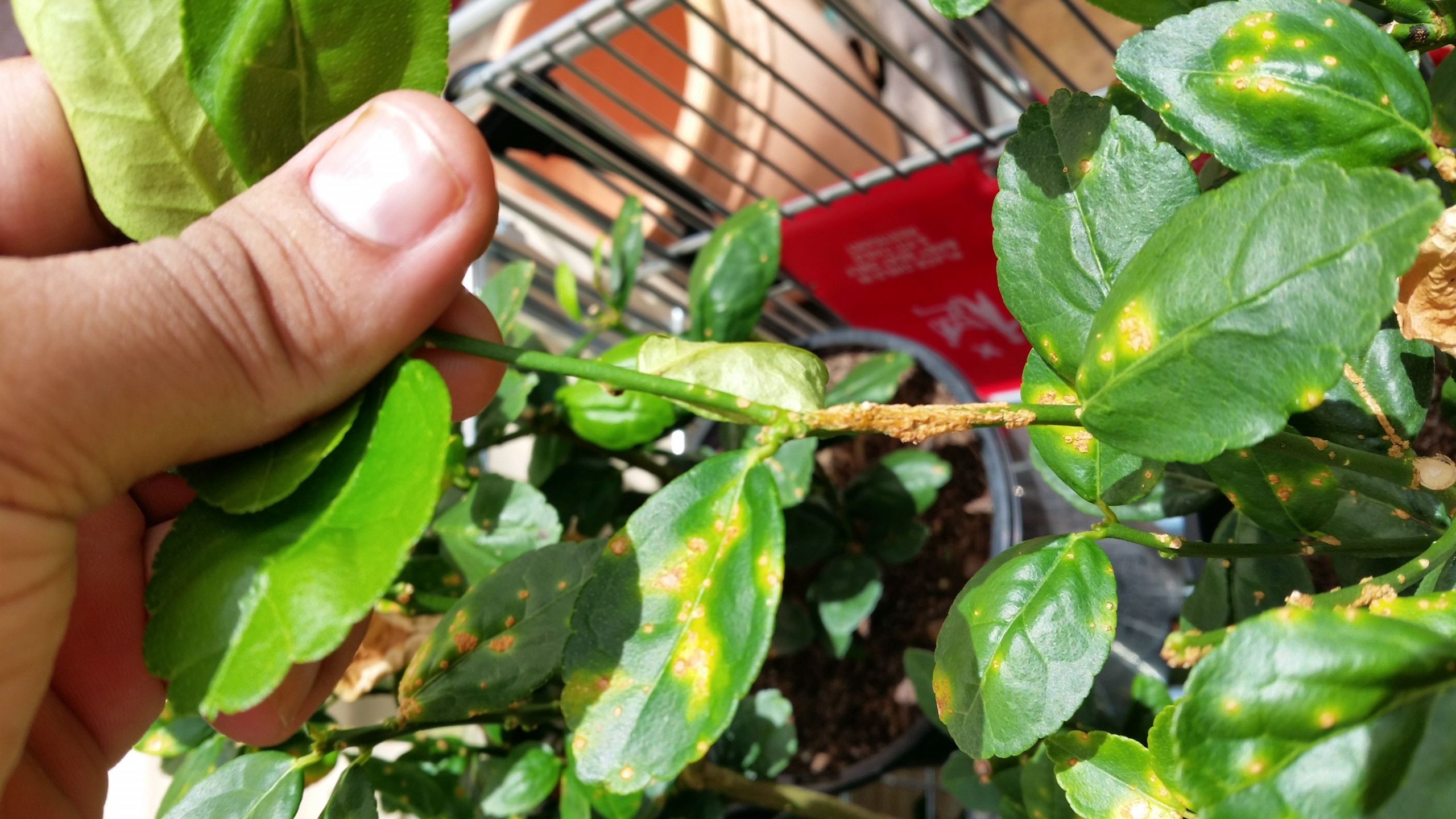 citrus canker