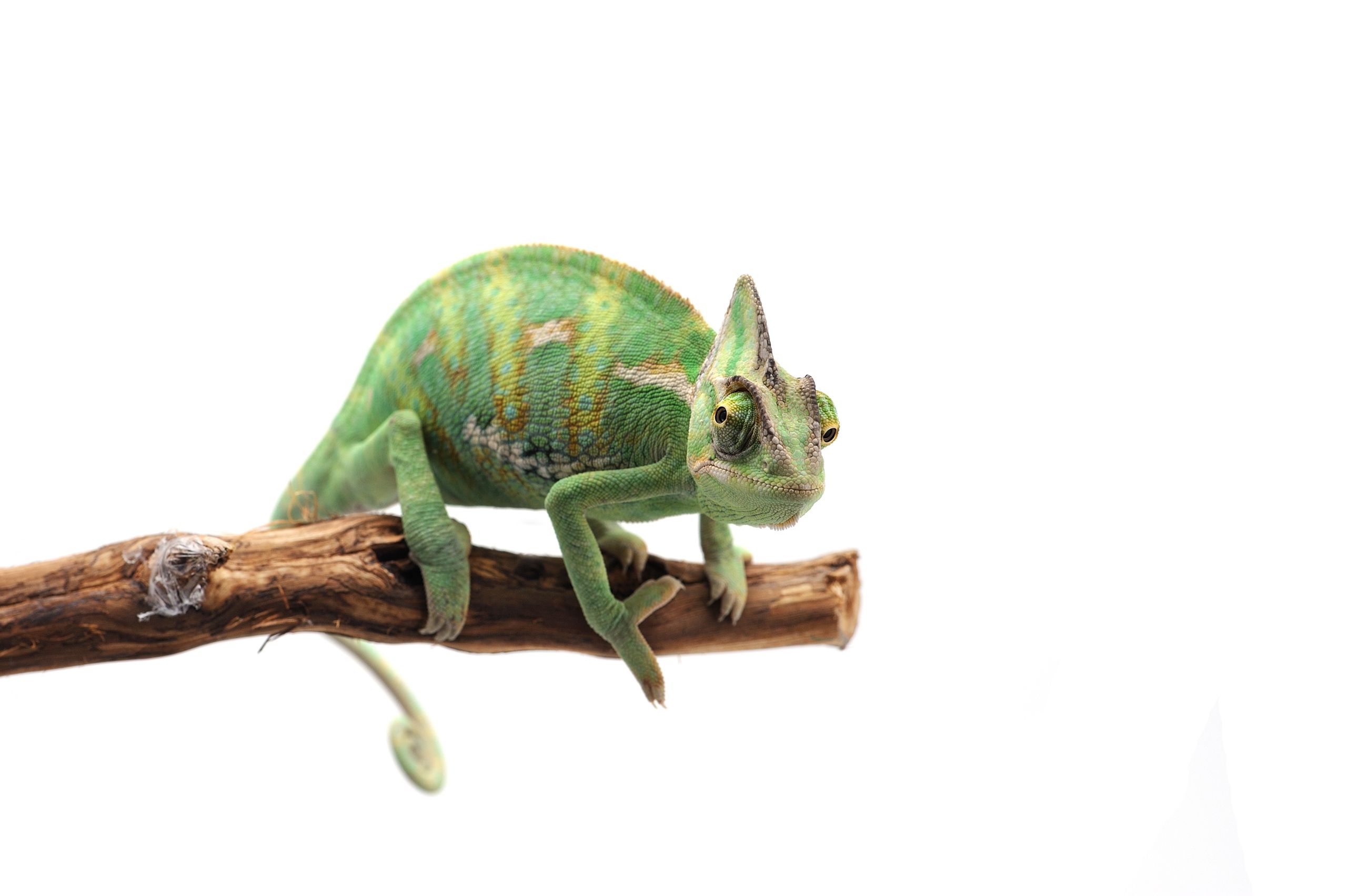 Veiled chameleon