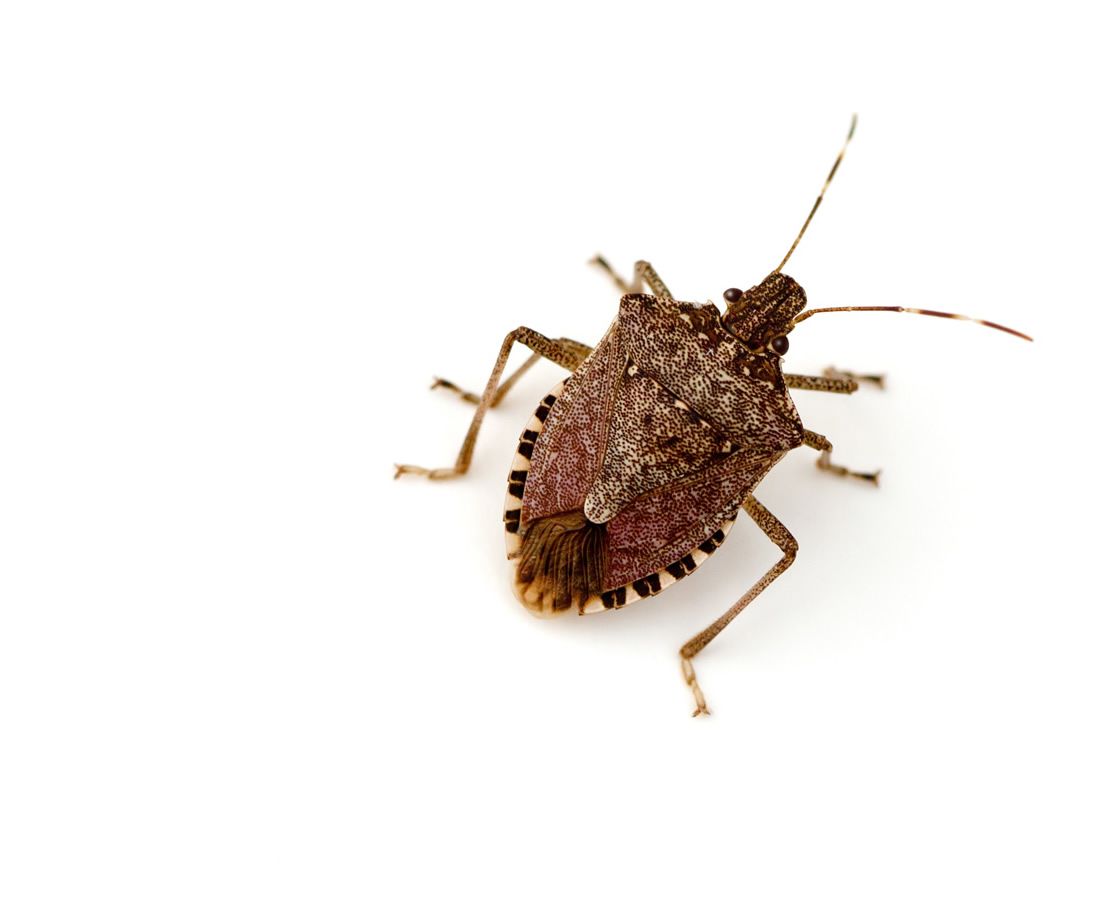 Brown marmorated stink bug