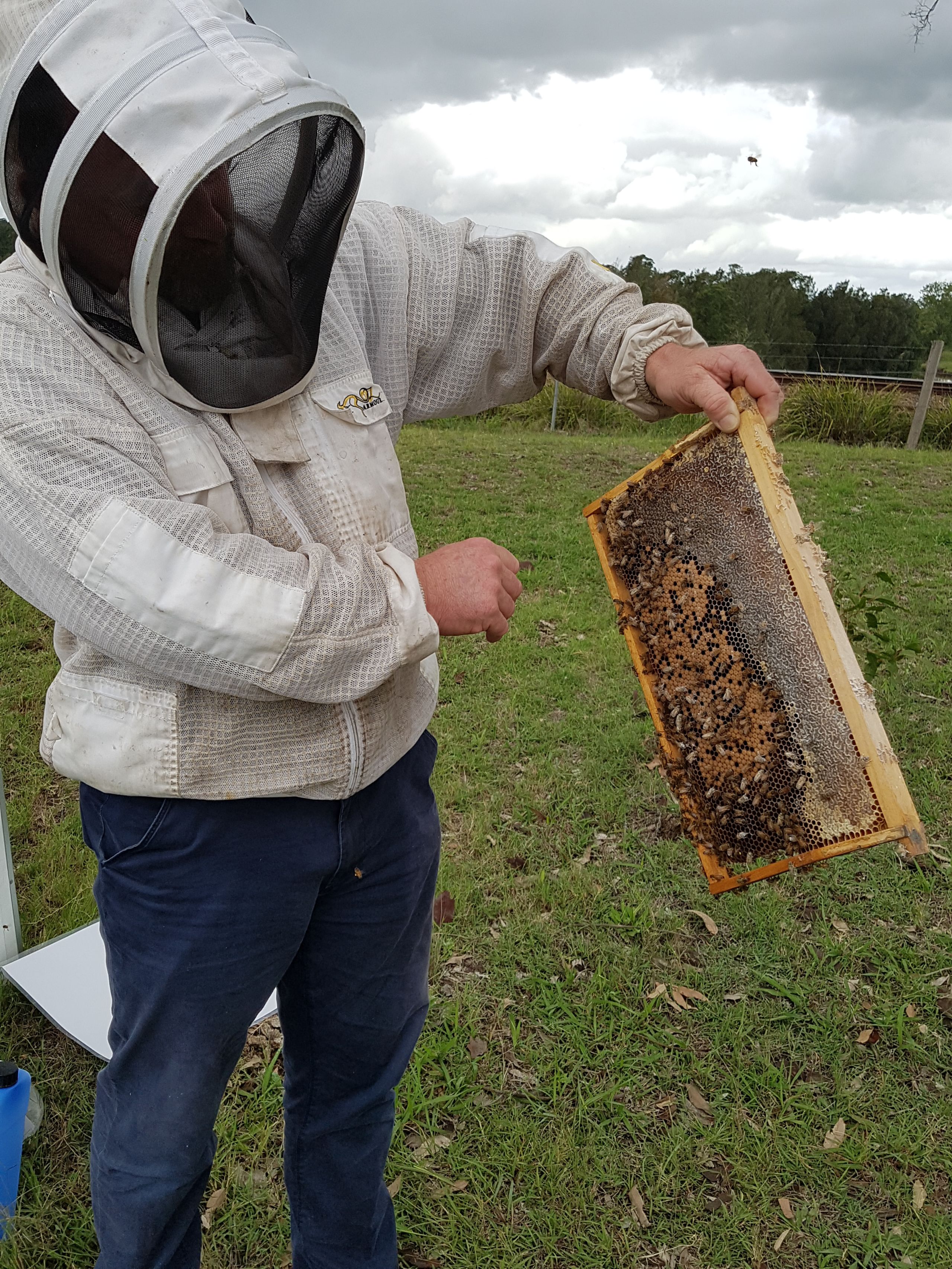 NSW DPI Bee Biosecurity Officer, Mark Page, recently appeared in the ABC’s Great Australian Bee Challenge.