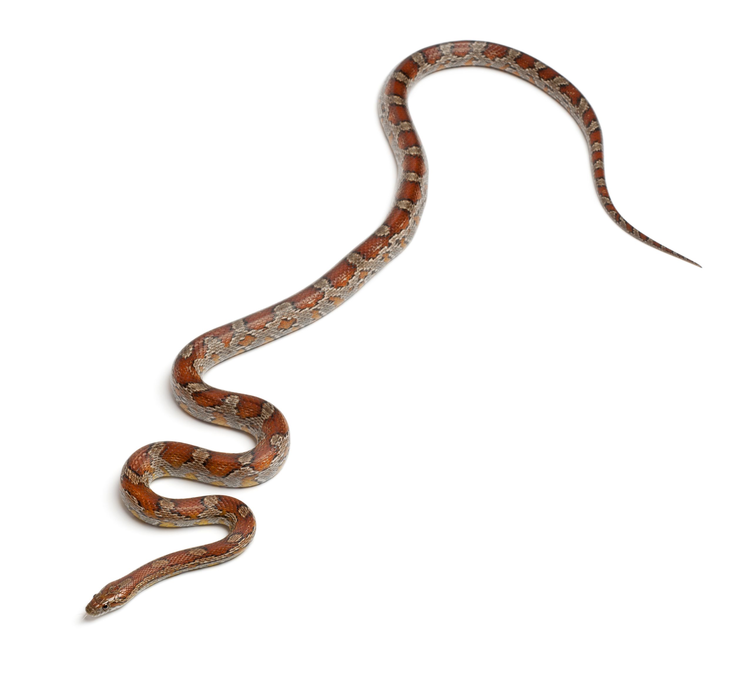 American corn snake