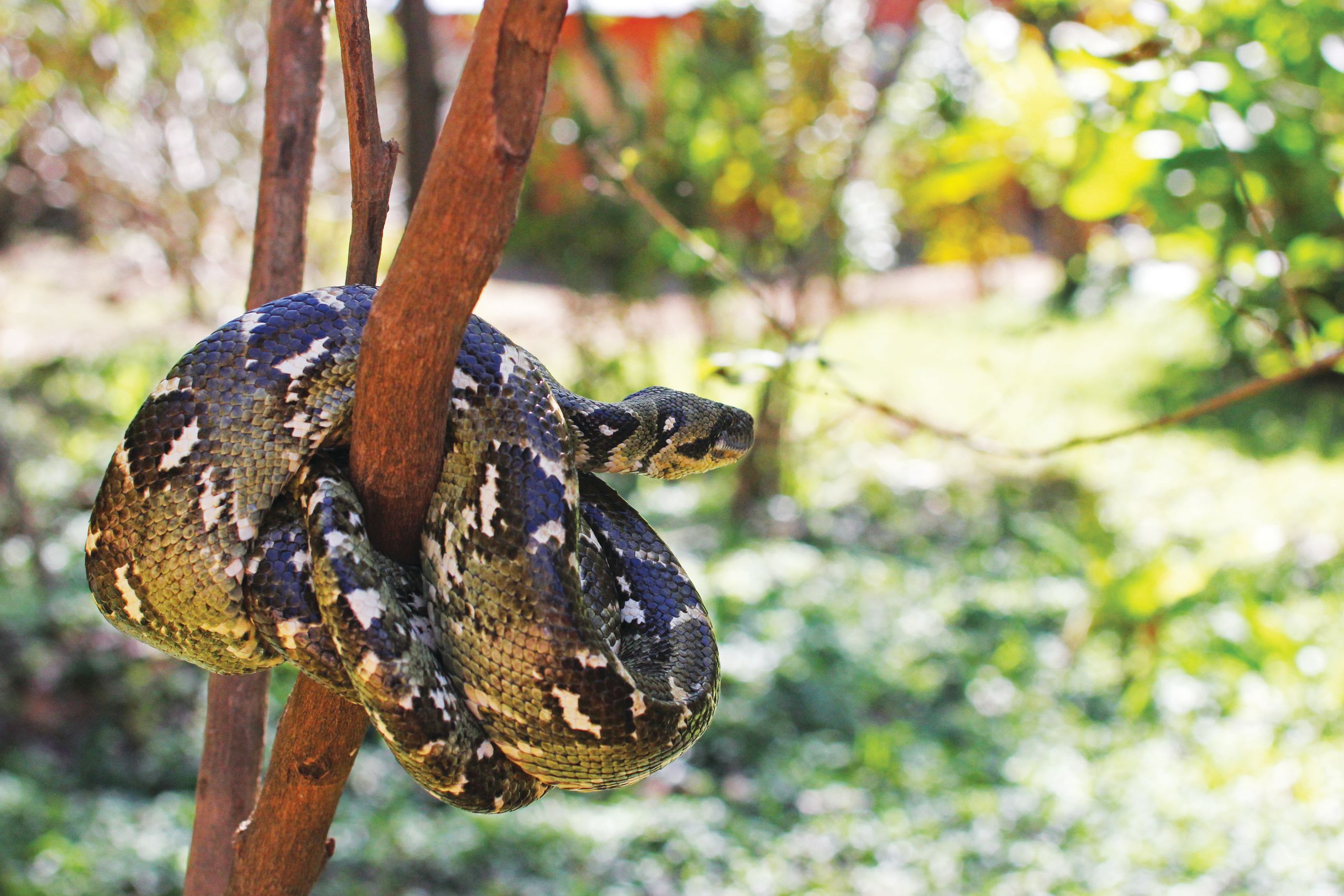 Decorative image - boa constrictor