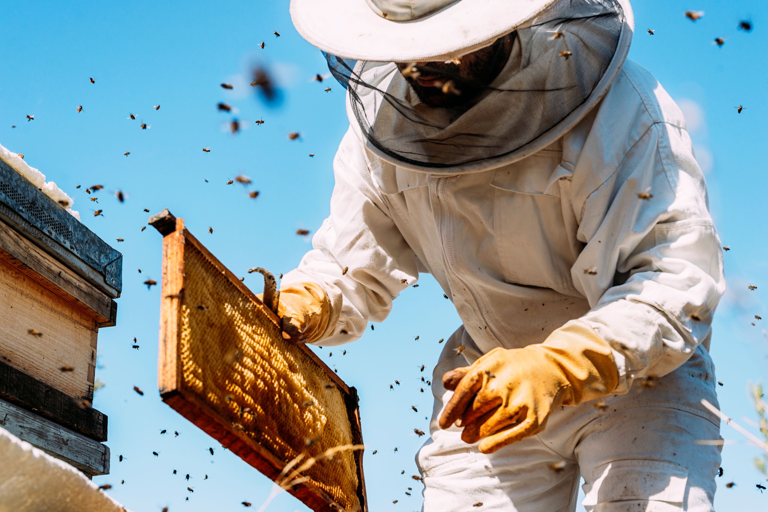 Beekeeper