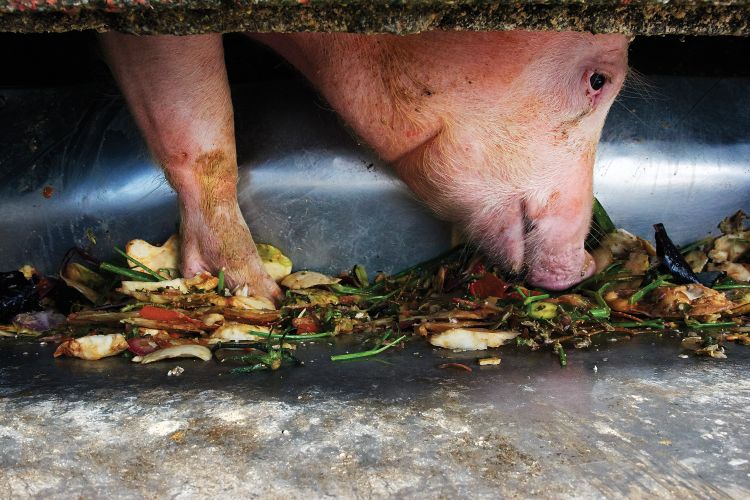 Pig eating food waste