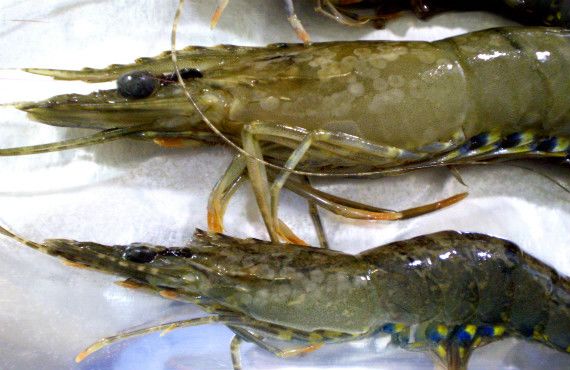 White spot disease on prawns