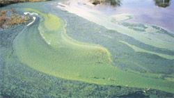 image of algae in water