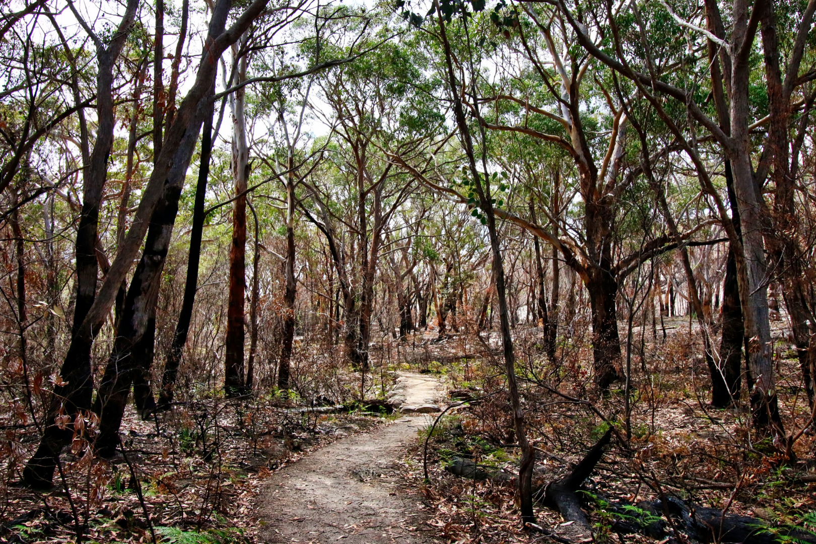 Background image of regenerating bush