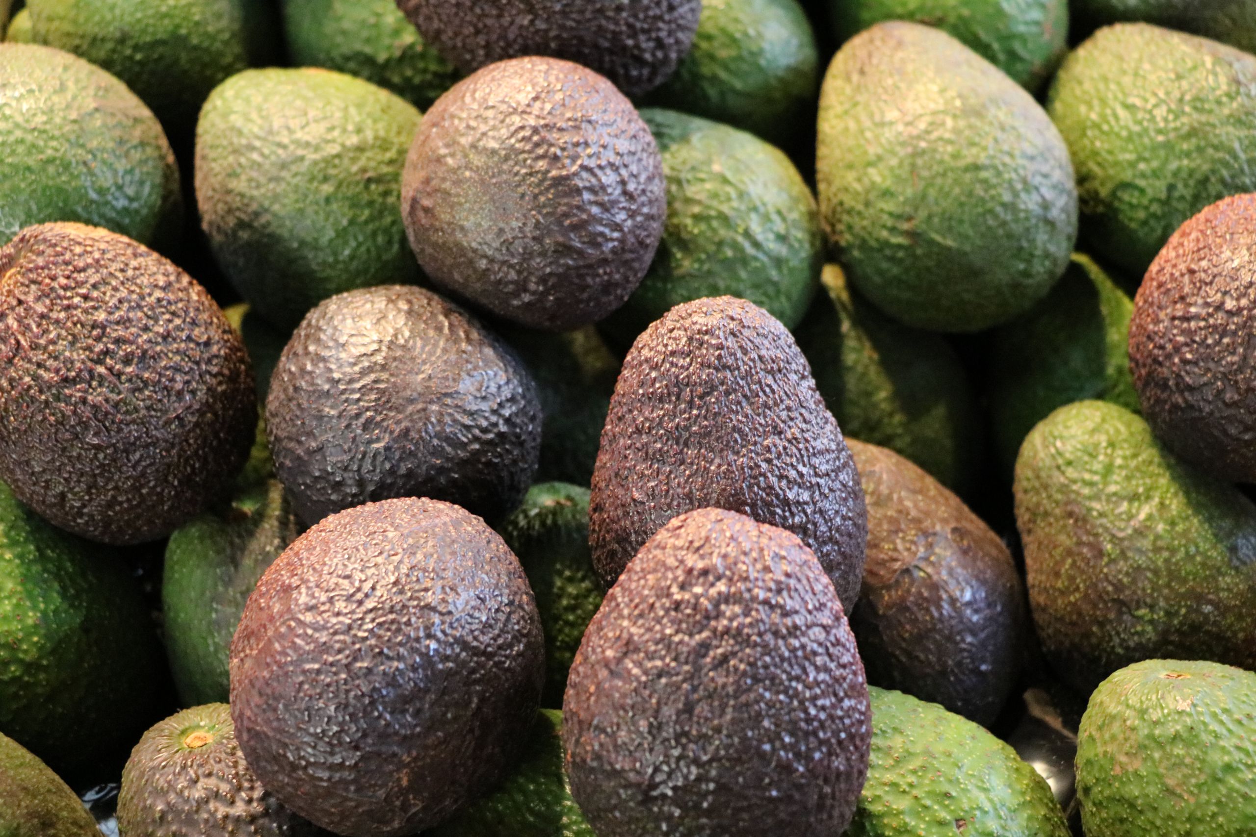 Banner image of avocados