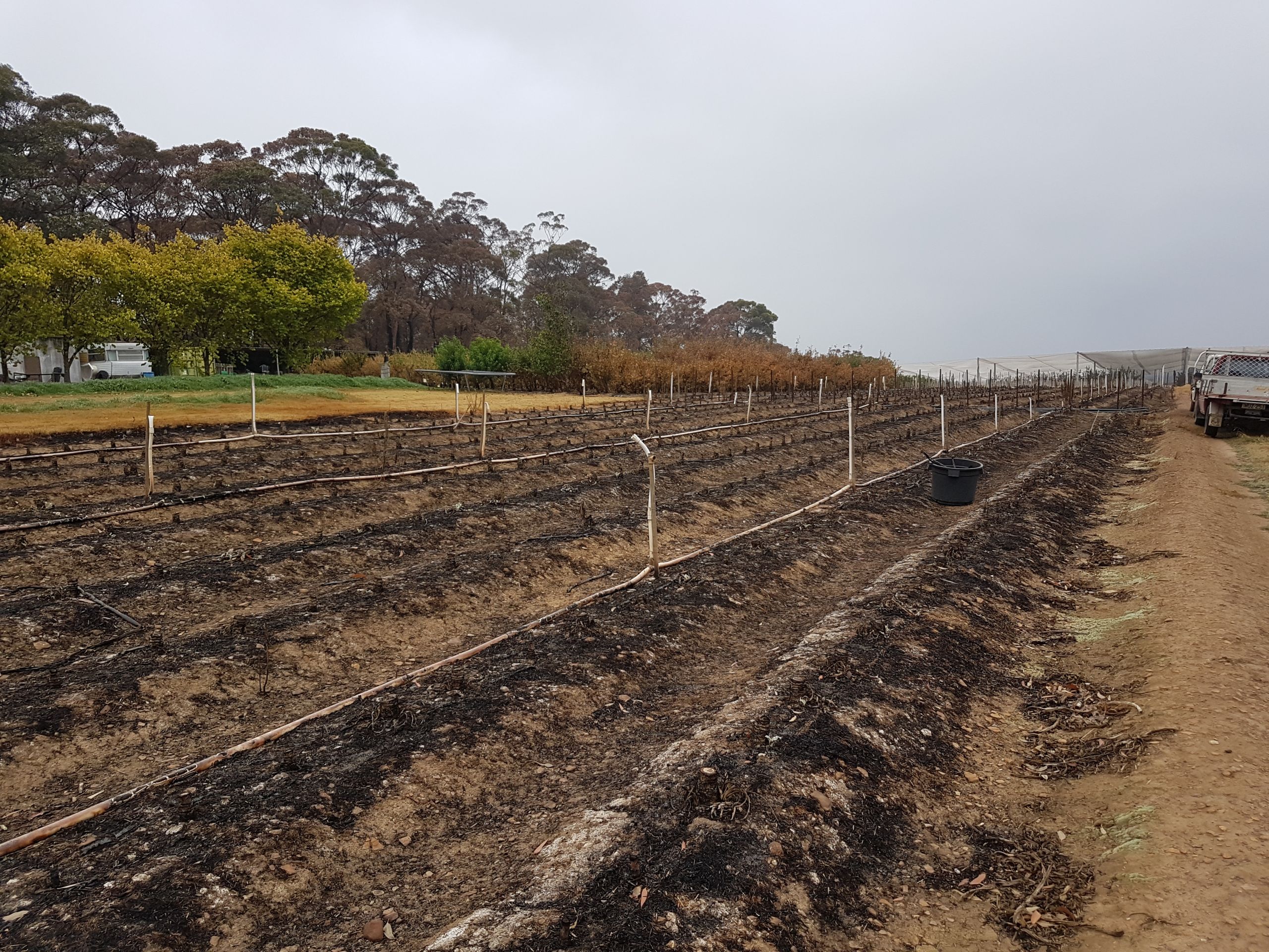 Background image of bushfire effected vineyard