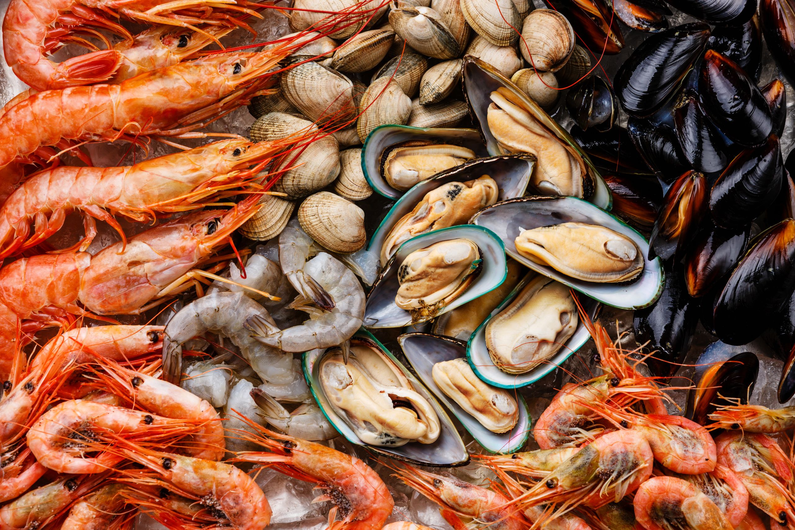 background image of shellfish