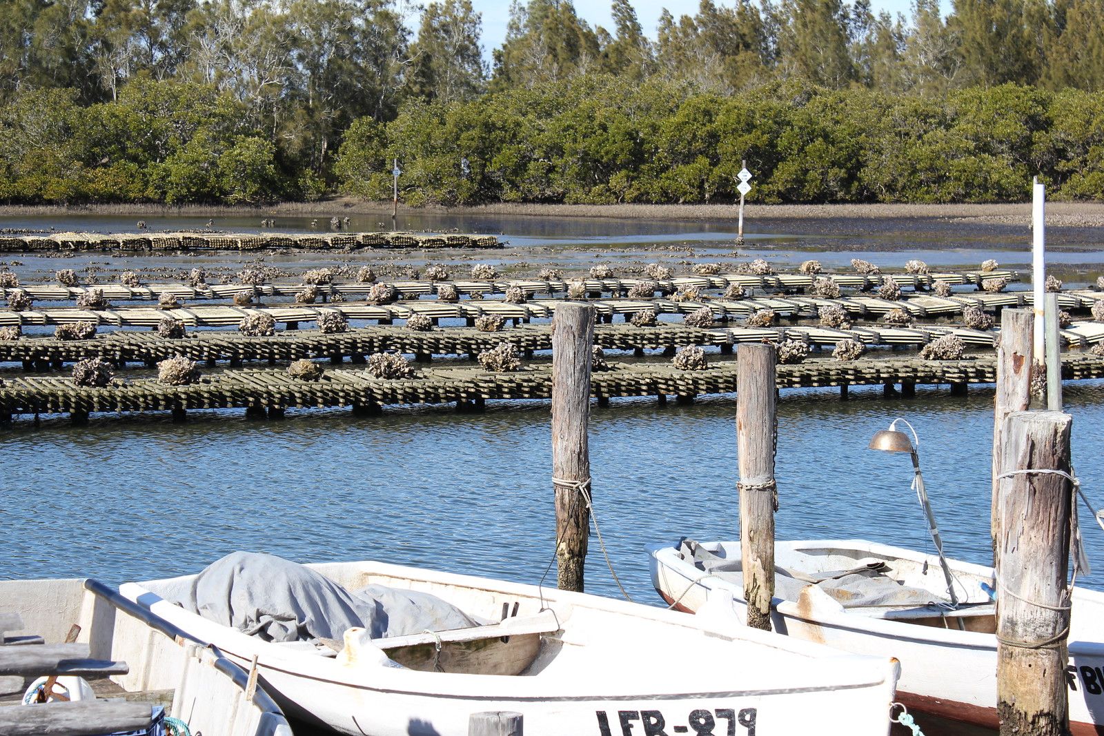background image of oyster farm