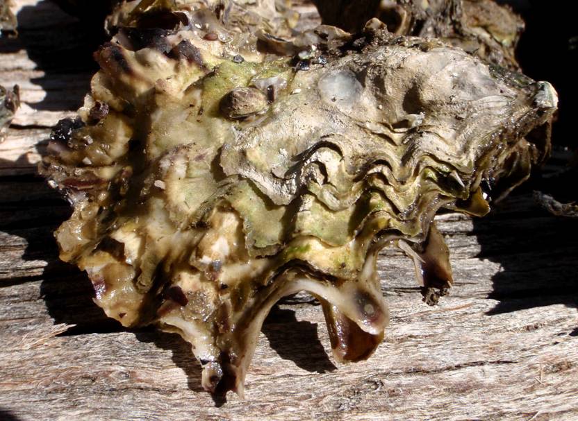 Pacific Oyster Mortality Syndrome (POMS)