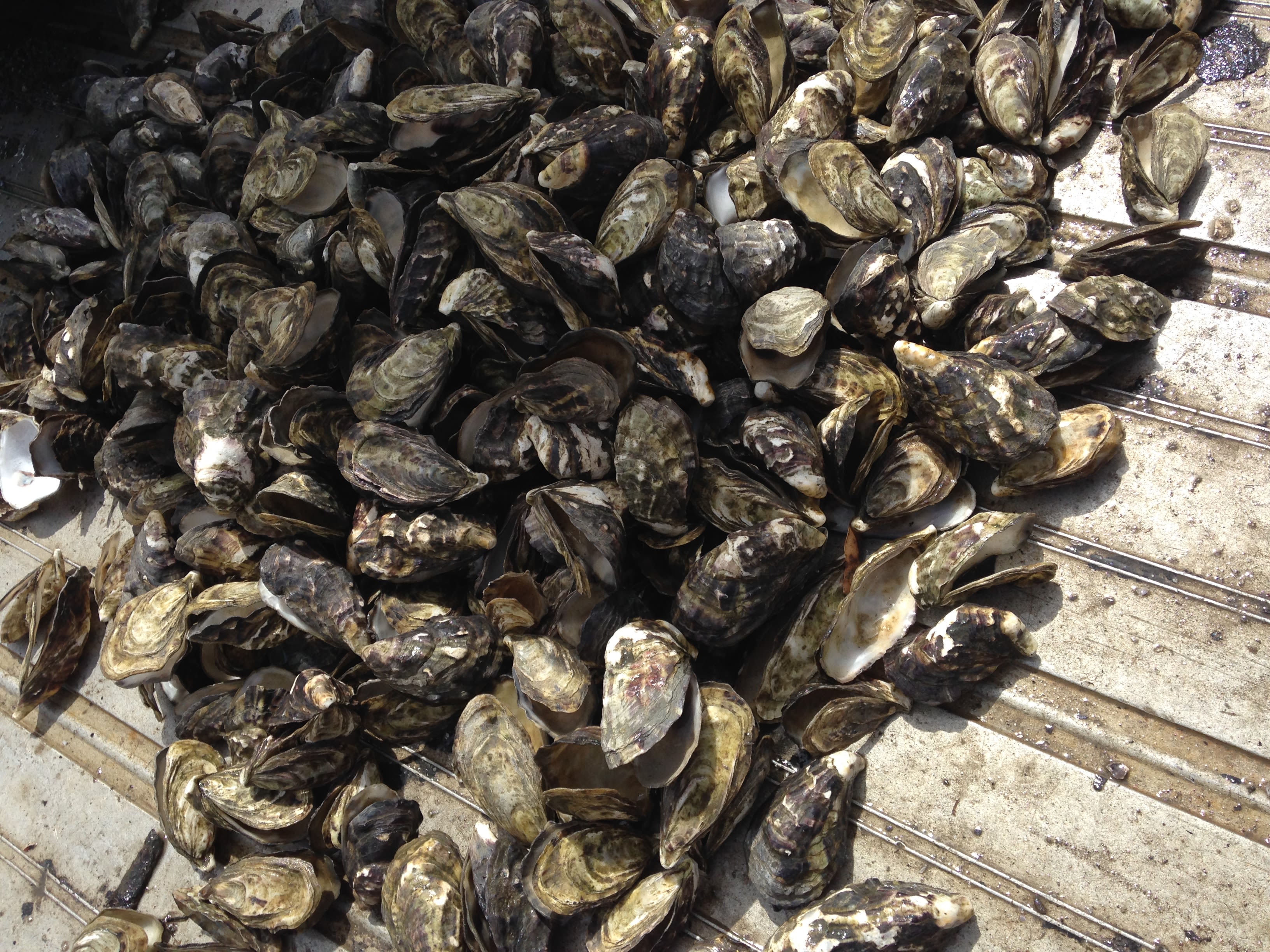 Pacific Oyster Mortality Syndrome (POMS)