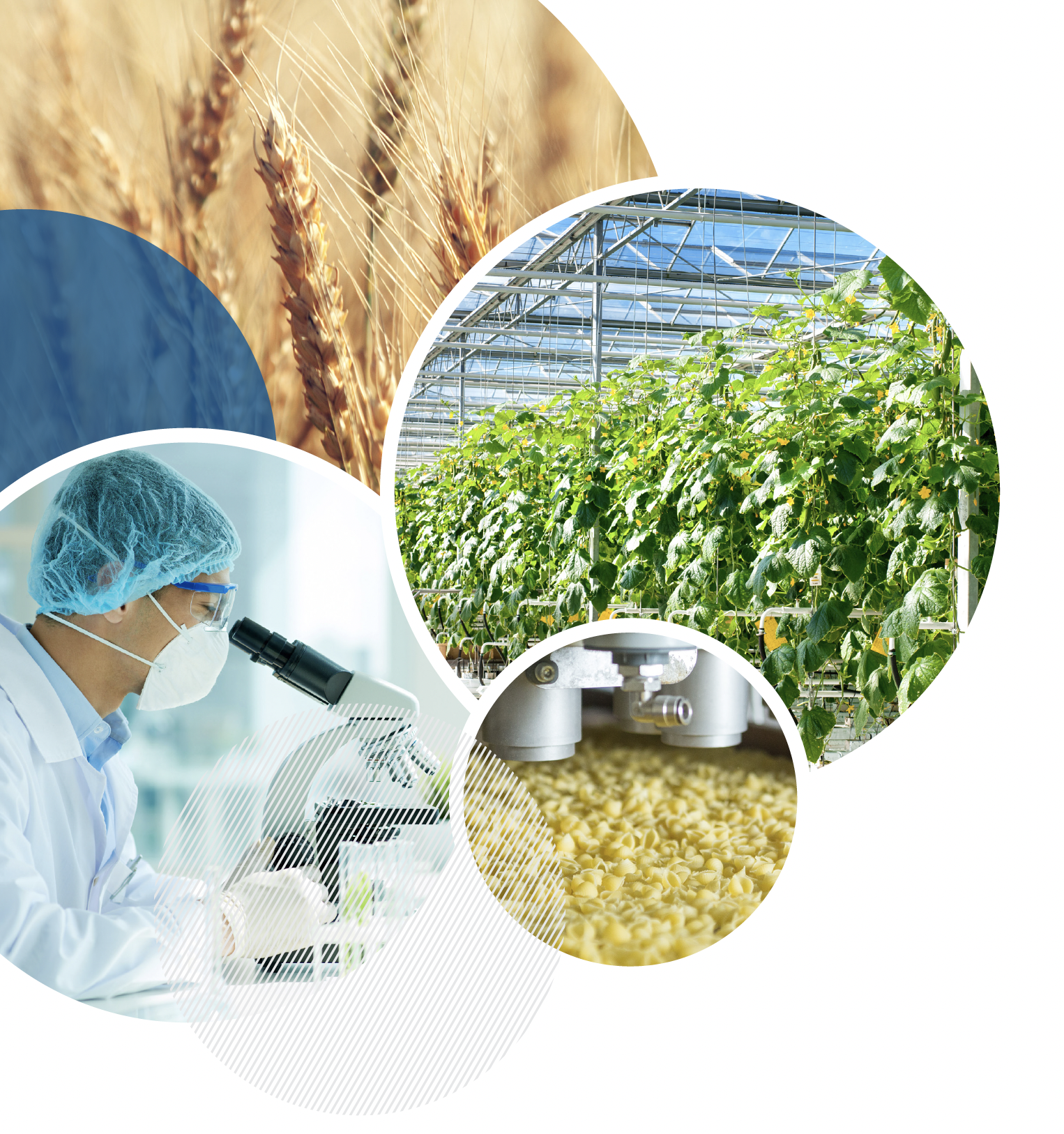 Scientist with microscope and crops