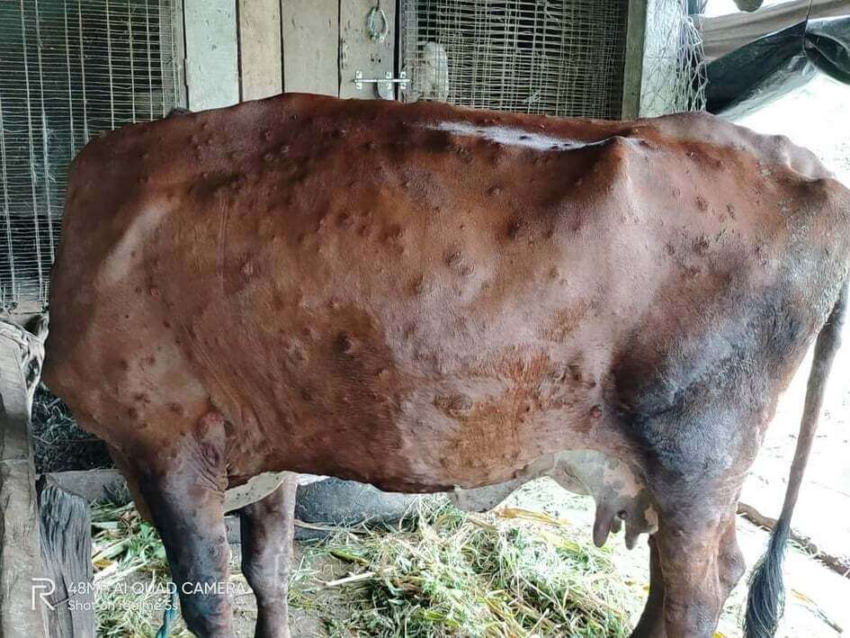 Cow with Lumpy Skin disease. Attribute: DAWE