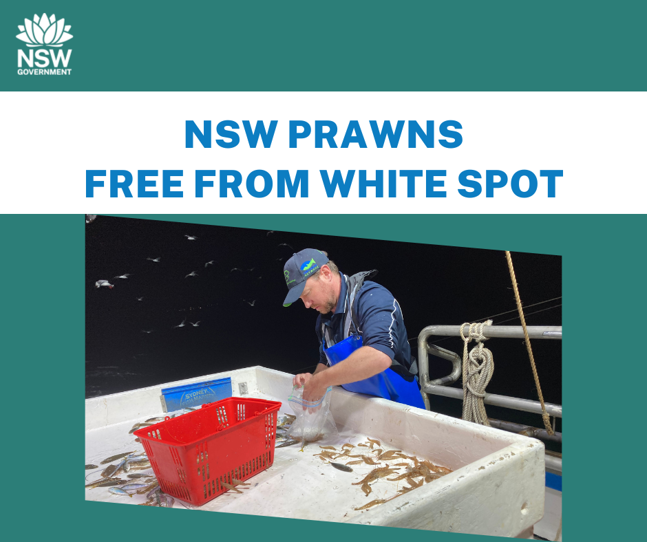 NSW Prawns free from White Spot