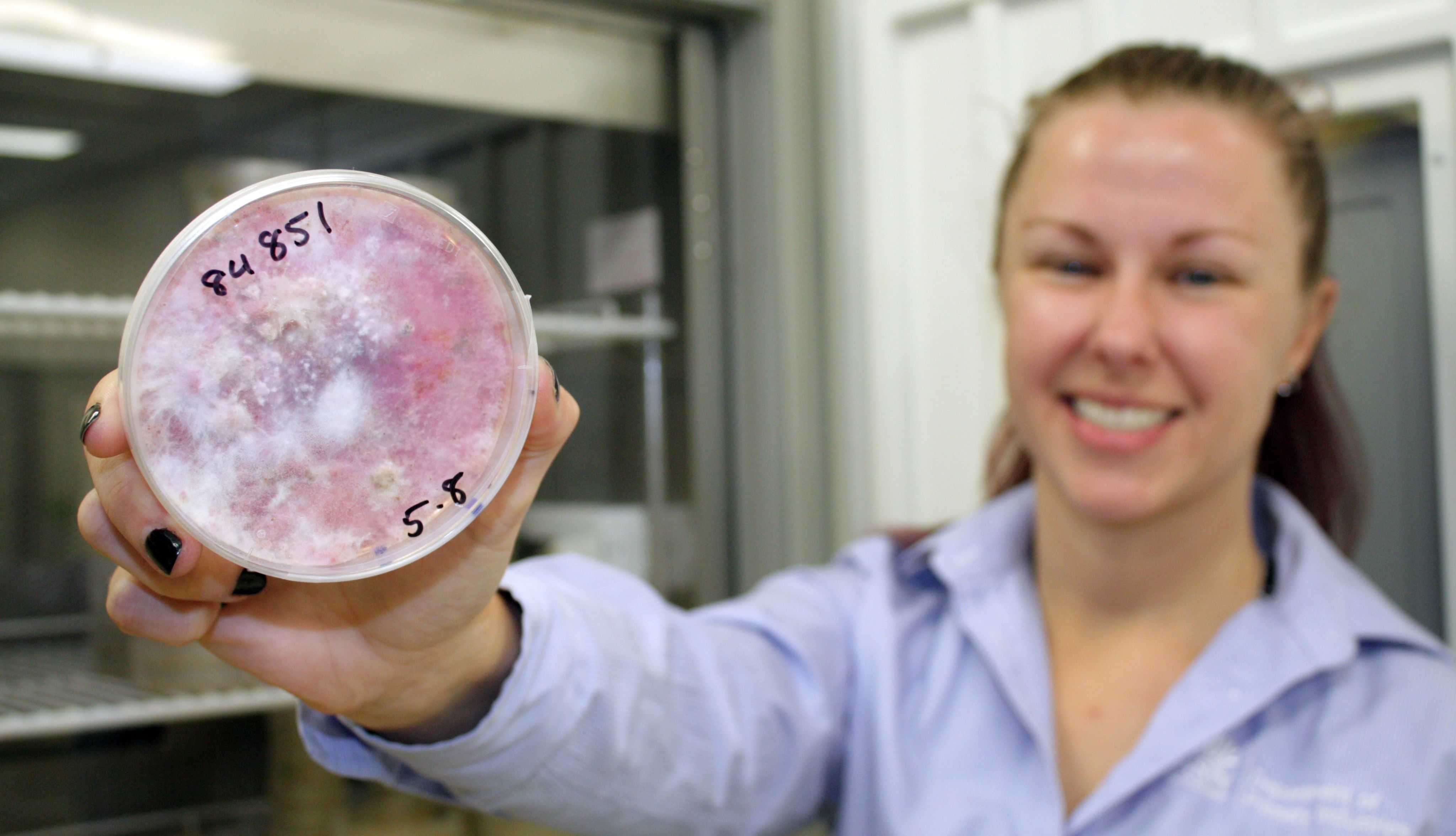 NSW DPI Plant Pathology and Mycology Herbarium curator, Dr Jordan Bailey, holding Fusarium fungus, which can grow on and contaminate stored food, especially grains