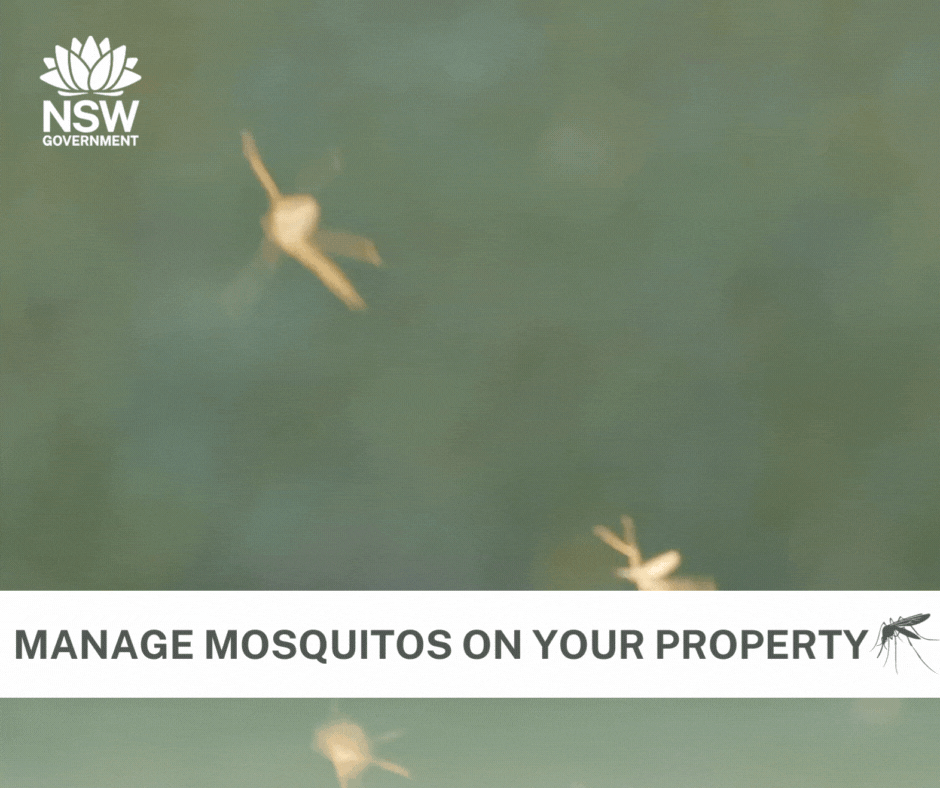 Manage mosquitos on your property