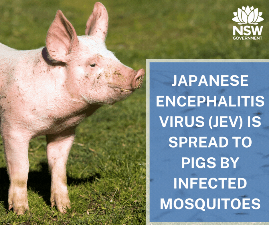 Japanese encephalitis virus (JEV) is spread to pigs by infected mosquitoes