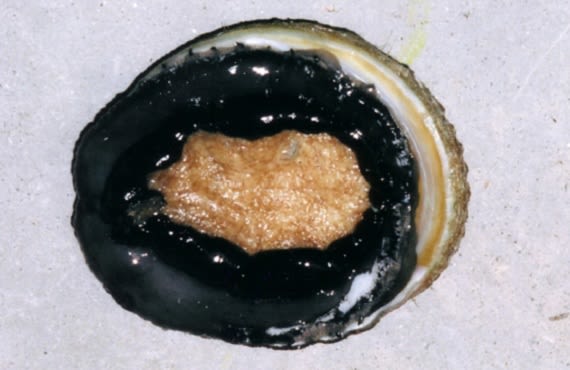 Diseased abalone displaying an AVG symptom - curling of the foot (photo: DPI Victoria).