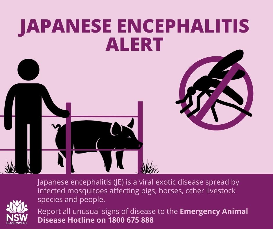 Japanese encephalitis alert
