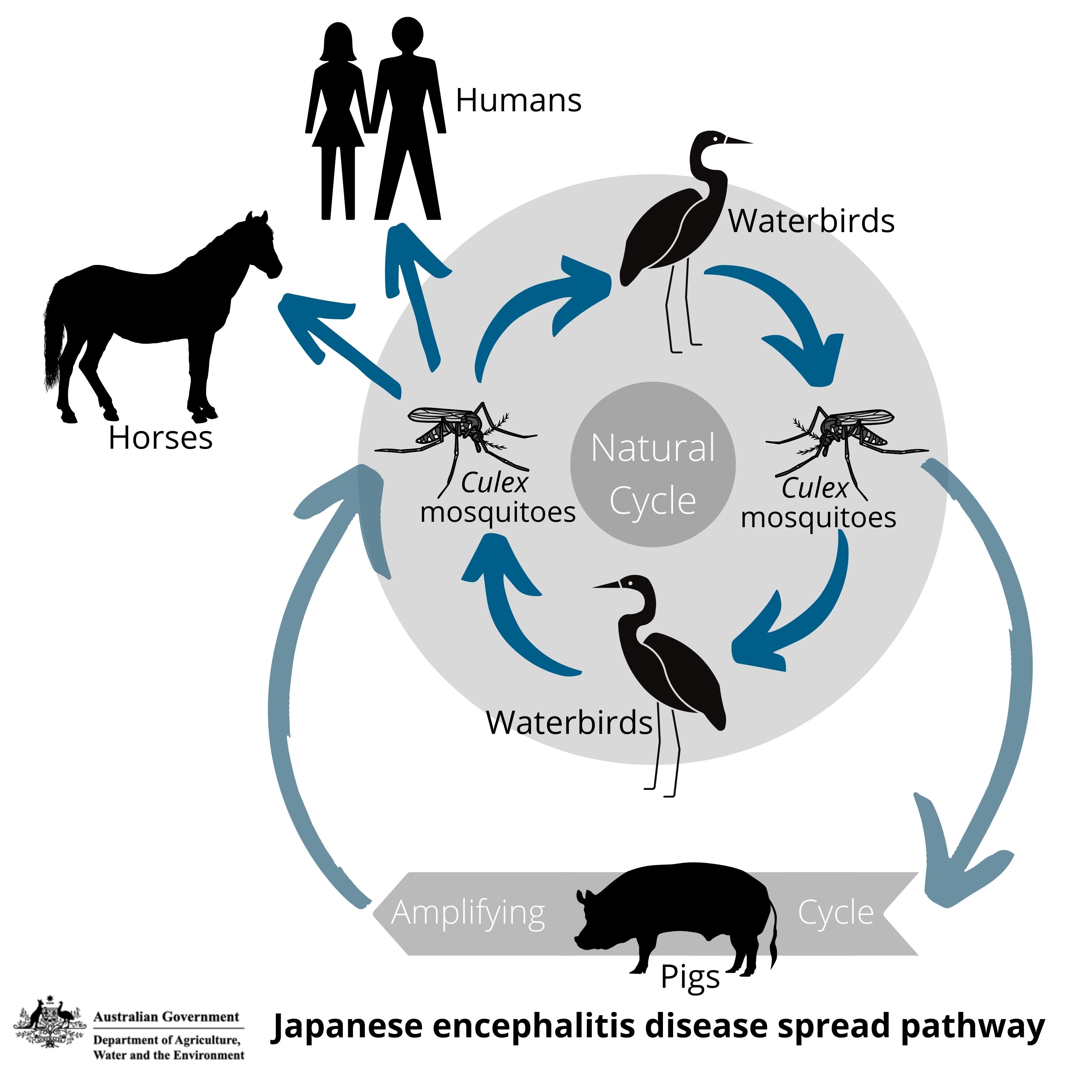 Japanese encephalitis disease spread pathway